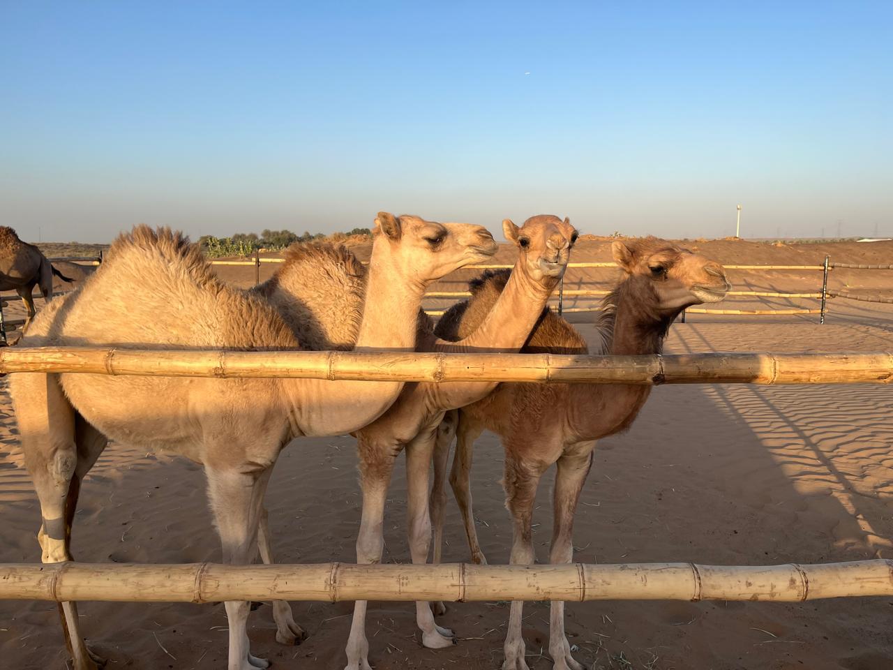 Al Shamsi Camel Farm